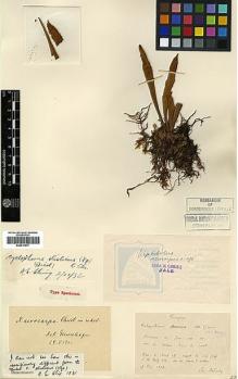 Type specimen at Edinburgh (E). Bodinier, Emile: . Barcode: E00417677.