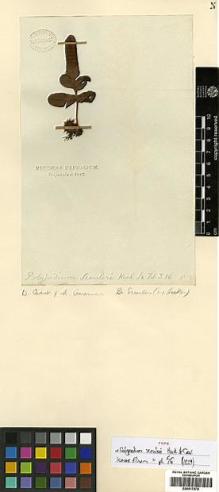 Type specimen at Edinburgh (E). Scouler, John: . Barcode: E00417678.