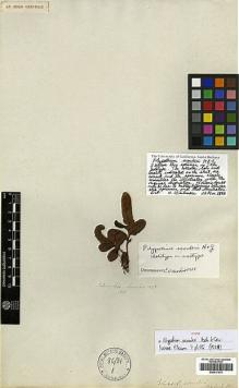 Type specimen at Edinburgh (E). Scouler, John: (90). Barcode: E00417679.