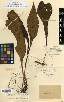 Type specimen at Edinburgh (E). Esquirol, Joseph: 577. Barcode: E00417682.