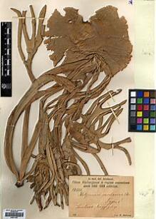 Type specimen at Edinburgh (E). Warburg, Otto: 17266. Barcode: E00417693.