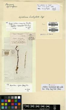 Type specimen at Edinburgh (E). Neill, R.: . Barcode: E00417713.