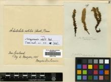 Type specimen at Edinburgh (E). Menzies, Archibald: . Barcode: E00417720.