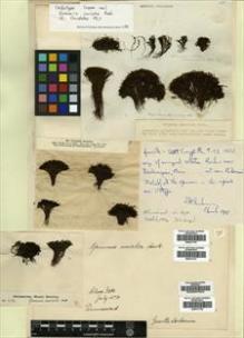 Type specimen at Edinburgh (E). Drummond, Thomas: 32. Barcode: E00417736.
