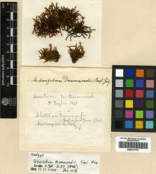 Type specimen at Edinburgh (E). Drummond, James: . Barcode: E00417779.