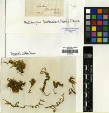 Type specimen at Edinburgh (E). Wallich, Nathaniel: . Barcode: E00417782.