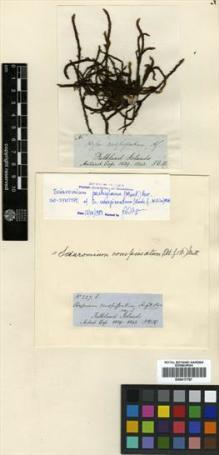 Type specimen at Edinburgh (E). Hooker, Joseph: 227B. Barcode: E00417787.