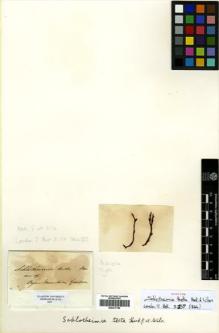 Type specimen at Edinburgh (E). Gardner, George: . Barcode: E00417789.