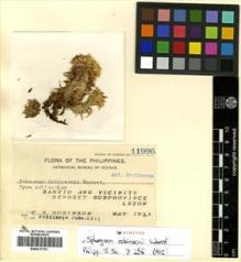 Type specimen at Edinburgh (E). Robinson, Charles: 11996. Barcode: E00417791.