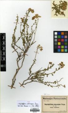 Type specimen at Edinburgh (E). Manissadjian, A.: 851. Barcode: E00417796.