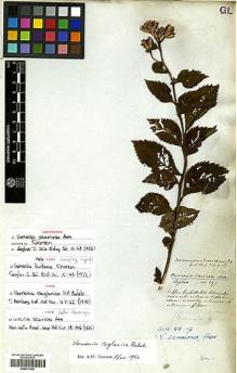 Type specimen at Edinburgh (E). Walker, George: 297. Barcode: E00417839.