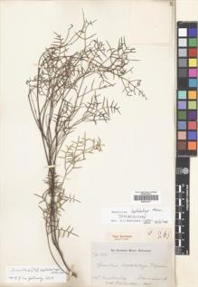 Type specimen at Edinburgh (E). Drummond, James: 268. Barcode: E00419121.
