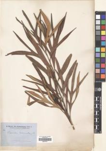 Type specimen at Edinburgh (E). Brown, Robert: . Barcode: E00419161.