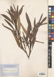Type specimen at Edinburgh (E). Brown, Robert: . Barcode: E00419162.