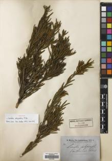 Type specimen at Edinburgh (E). Brown, Robert: . Barcode: E00419355.