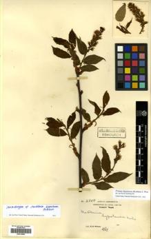 Type specimen at Edinburgh (E). Wilson, Ernest: 2850. Barcode: E00419986.