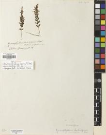 Type specimen at Edinburgh (E). Cuming, Hugh: 16. Barcode: E00420003.