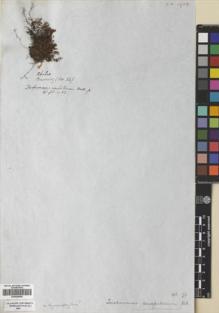 Type specimen at Edinburgh (E). Cuming, Hugh: 14. Barcode: E00420006.