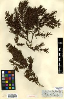 Type specimen at Edinburgh (E). Beechey's Voyage [Collectors: Lay & Collie]: . Barcode: E00420592.