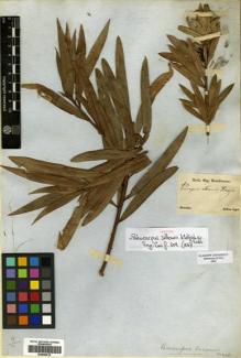 Type specimen at Edinburgh (E). Sellow, Friedrich: . Barcode: E00420619.