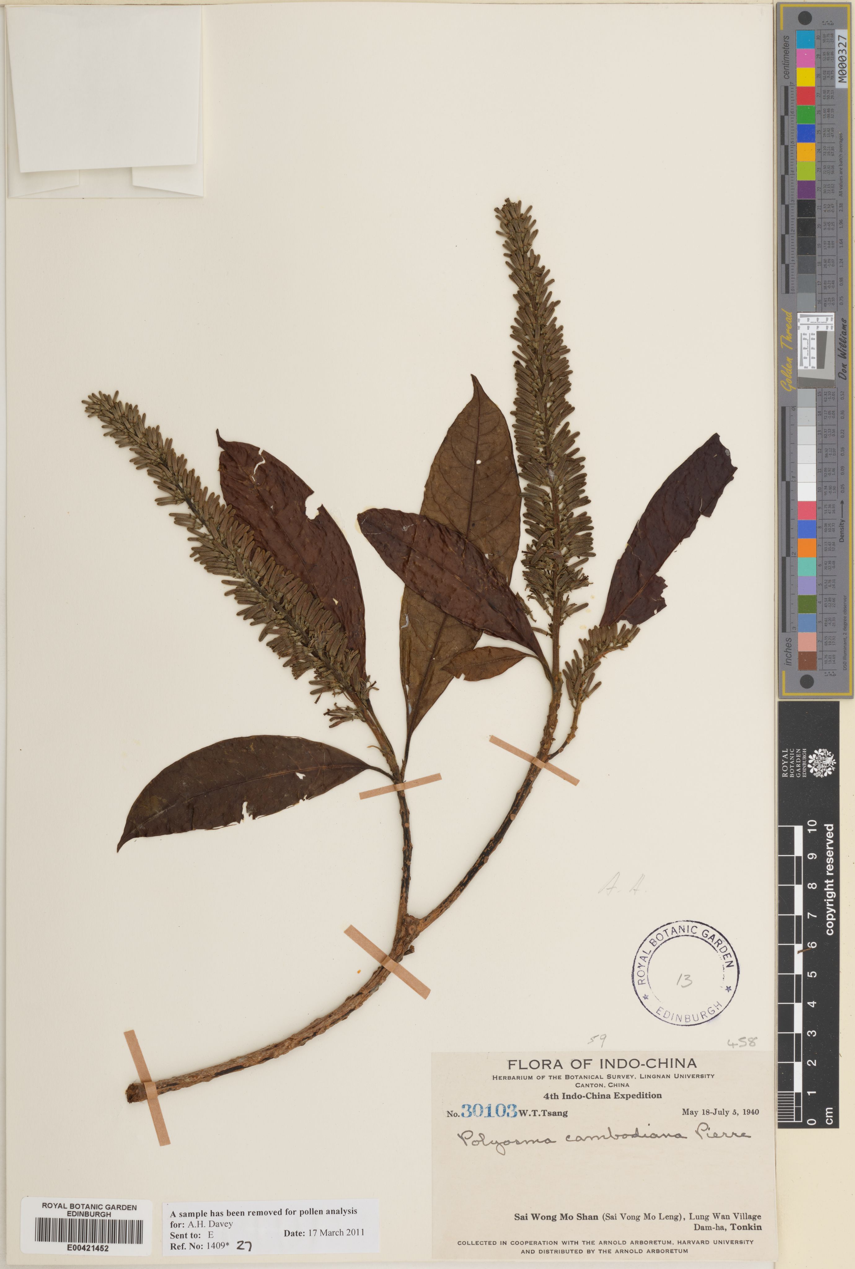 Polyosma cambodiana — ảnh 2