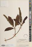 Polyosma cambodiana — ảnh 3