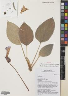 Type specimen at Edinburgh (E). Middleton, David: 5220. Barcode: E00421709.
