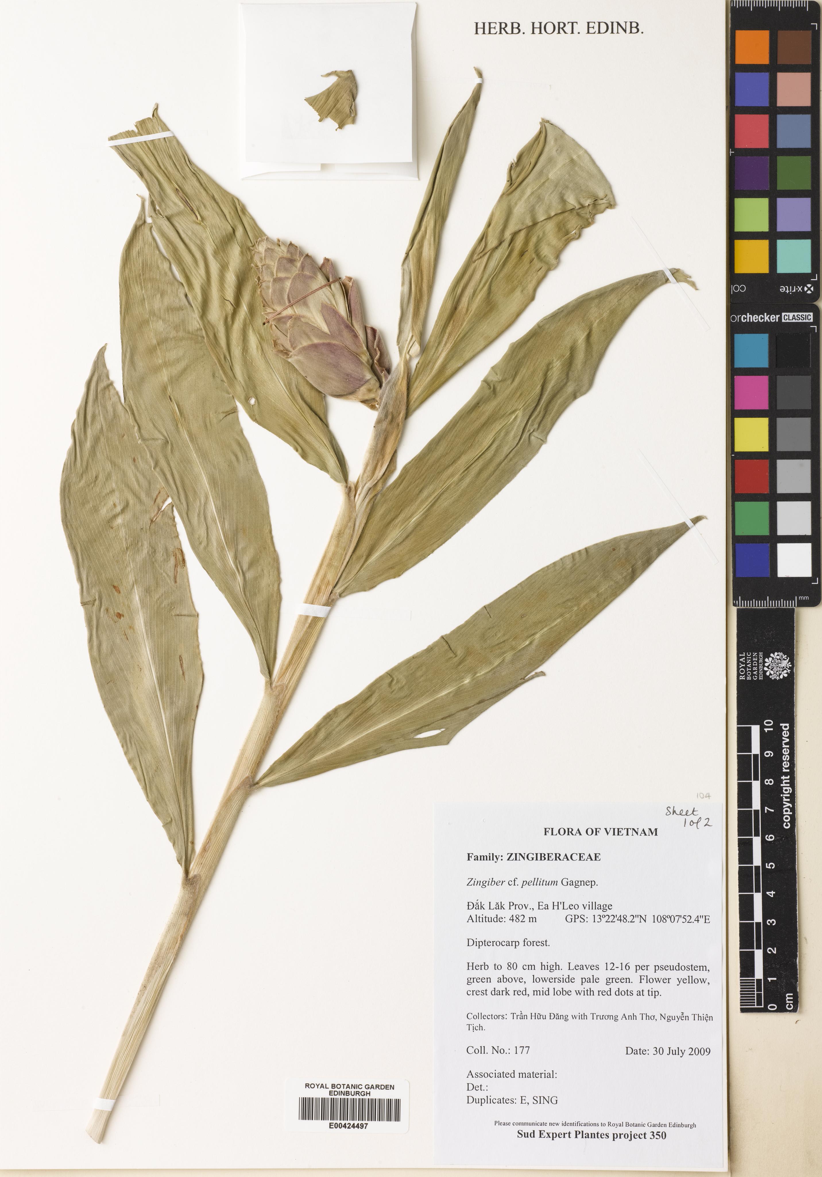 Gừng bọc da — ảnh 2