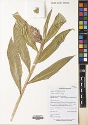 Gừng bọc da — ảnh 3