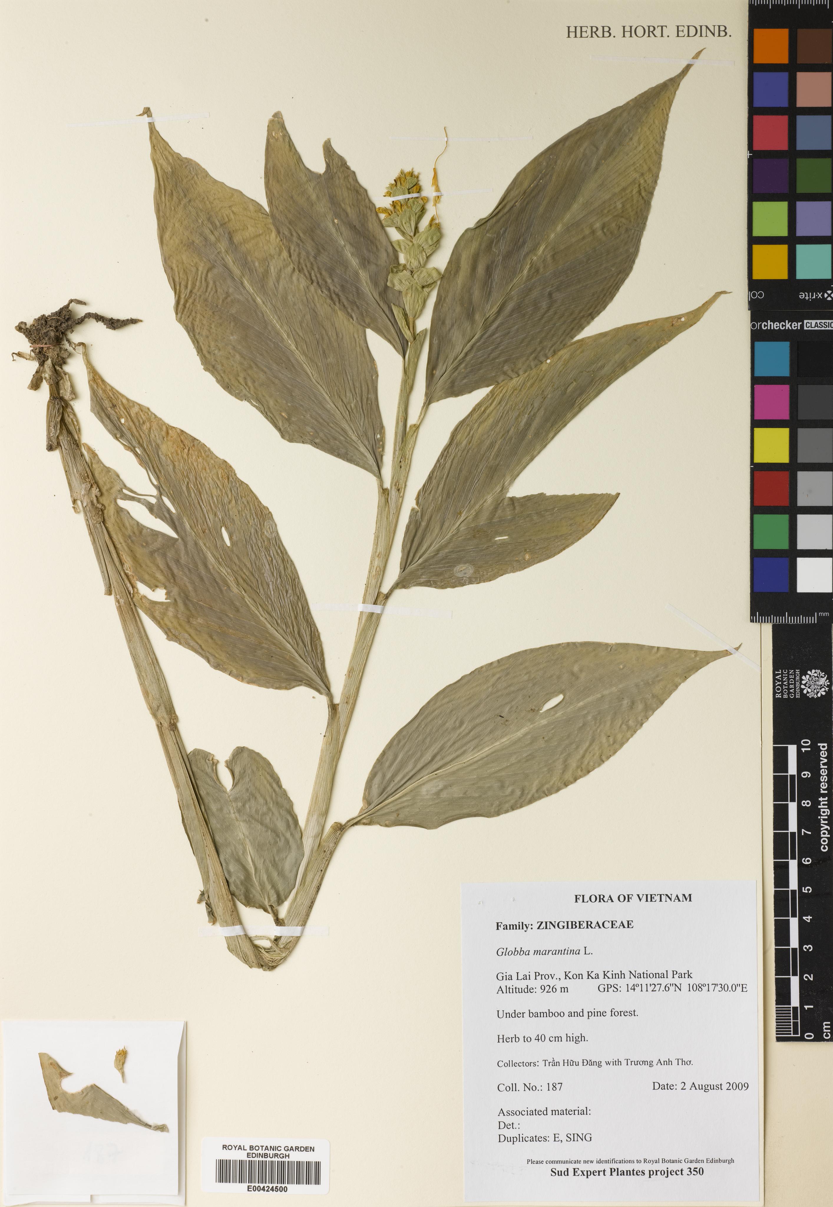 Globba marantina — ảnh 2