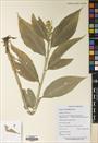 Globba marantina — ảnh 3