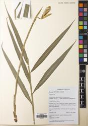 Zingiber pyroglossum — ảnh 3