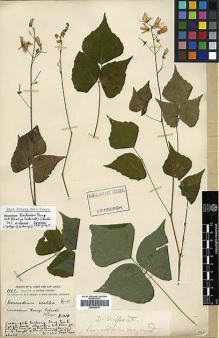 Type specimen at Edinburgh (E). Forrest, George: 1118. Barcode: E00424612.