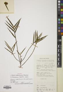 Type specimen at Edinburgh (E). Stevens, Peter; Lelean, Yakas: 58777. Barcode: E00424697.