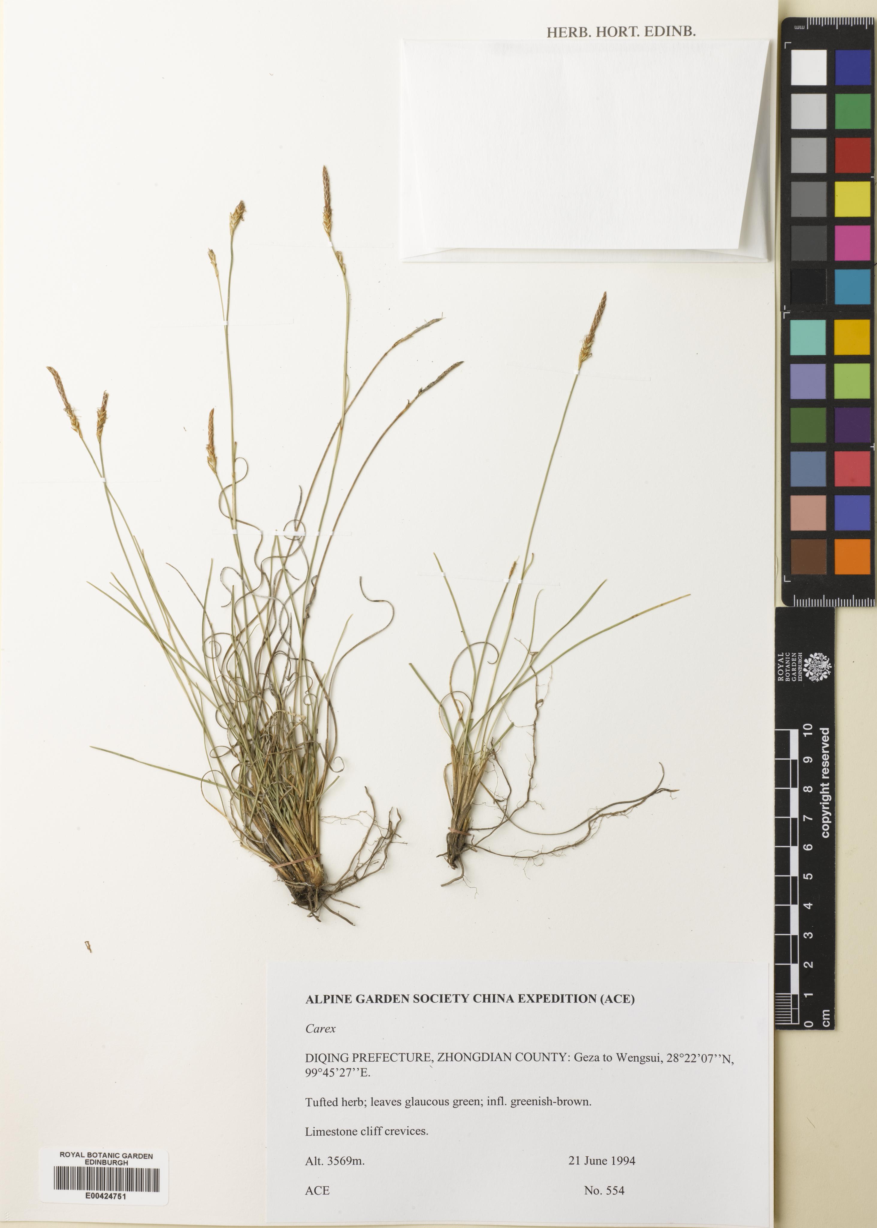 Carex dielsiana (Carex dielsiana)