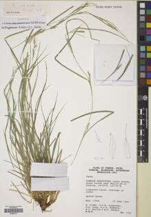 Type specimen at Edinburgh (E). Kunming, Edinburgh, Gothenburg Expedition (1993): 1781. Barcode: E00424757.