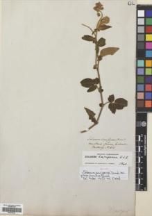 Type specimen at Edinburgh (E). Hartweg, Karl: 813. Barcode: E00426334.
