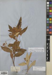 Type specimen at Edinburgh (E). Gardner, George: 557. Barcode: E00426440.