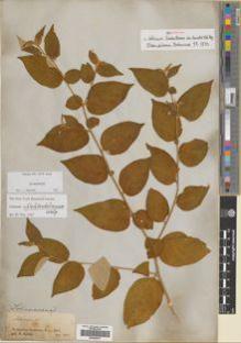 Type specimen at Edinburgh (E). Spruce, Richard: . Barcode: E00426641.