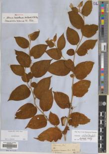 Type specimen at Edinburgh (E). Spruce, Richard: . Barcode: E00426642.