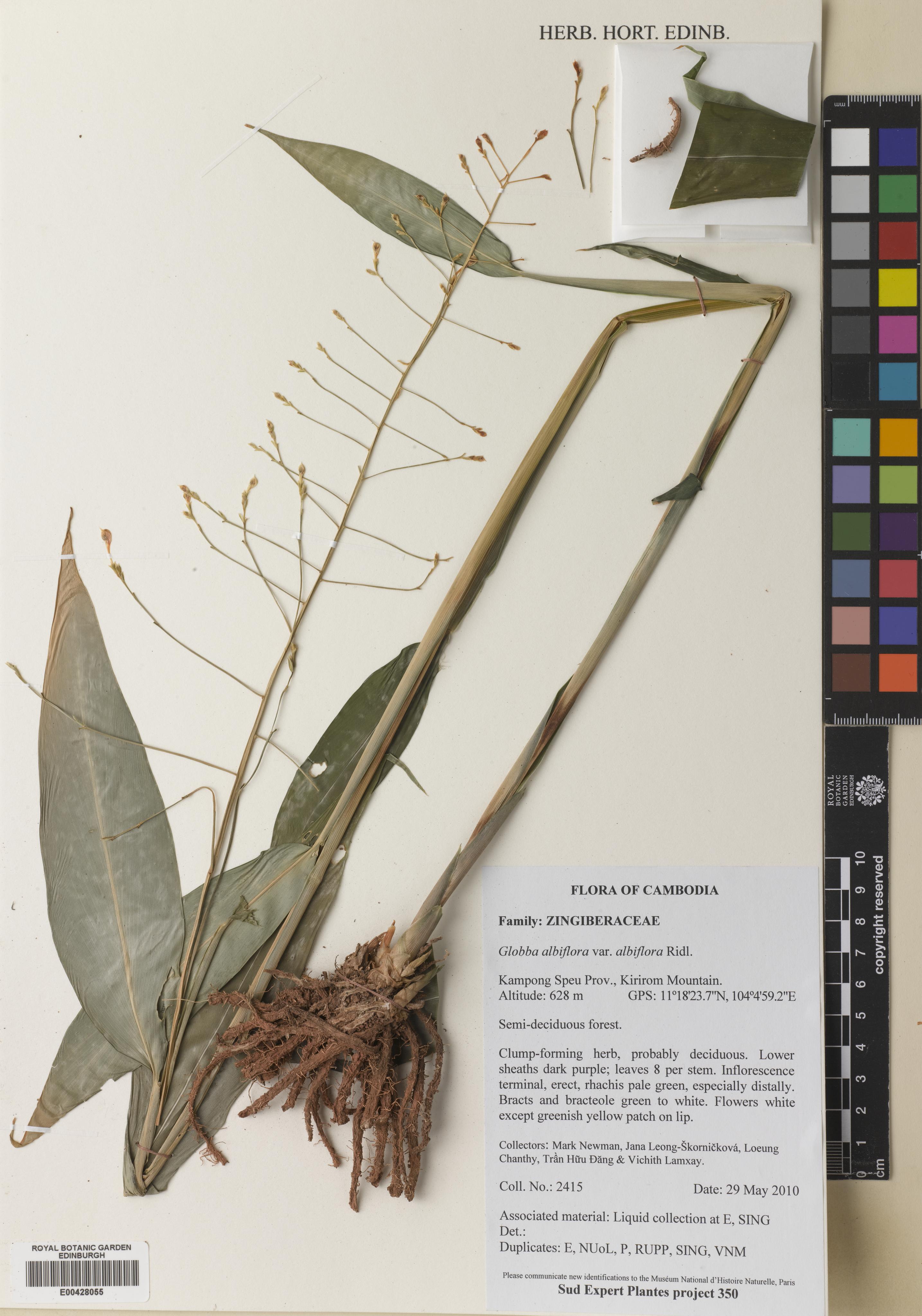 Globba macrocarpa (Globba macrocarpa)