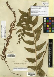 Type specimen at Edinburgh (E). Wallich, Nathaniel: 381. Barcode: E00428057.