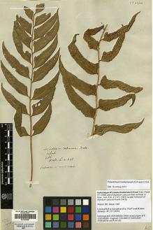 Type specimen at Edinburgh (E). Wallich, Nathaniel: 381. Barcode: E00428058.
