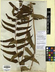 Type specimen at Edinburgh (E). Wallich, Nathaniel: 381. Barcode: E00428059.