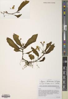 Type specimen at Edinburgh (E). Hughes, Mark: MH1541. Barcode: E00428065.