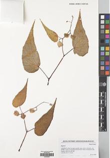 Type specimen at Edinburgh (E). Hughes, Mark: MH1557. Barcode: E00428068.