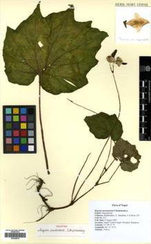 Type specimen at Edinburgh (E). Rajbhandary, Sangeeta: S31. Barcode: E00428078.