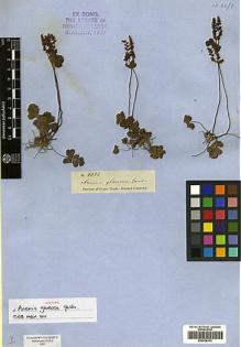 Type specimen at Edinburgh (E). Gardner, George: 4086. Barcode: E00428174.