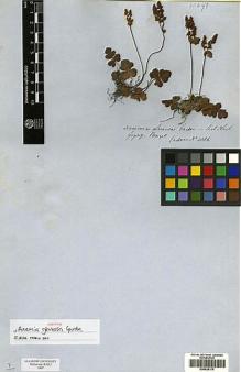 Type specimen at Edinburgh (E). Gardner, George: 4086. Barcode: E00428175.