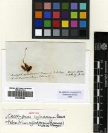 Type specimen at Edinburgh (E). Bory, Jean: . Barcode: E00428186.